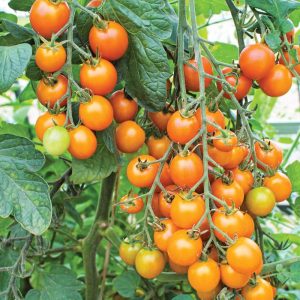 Sungold Cherry Tomato
